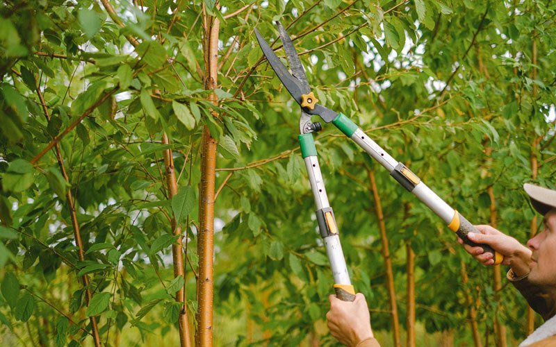 Tree trimming in Bruce, WI
